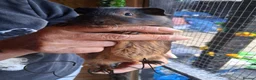 Guinea Pig rodents for sale: Baby guinea pigs  - Advert 4