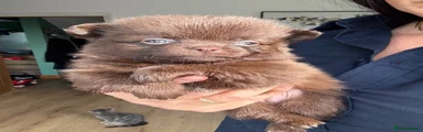 Pomchi 1