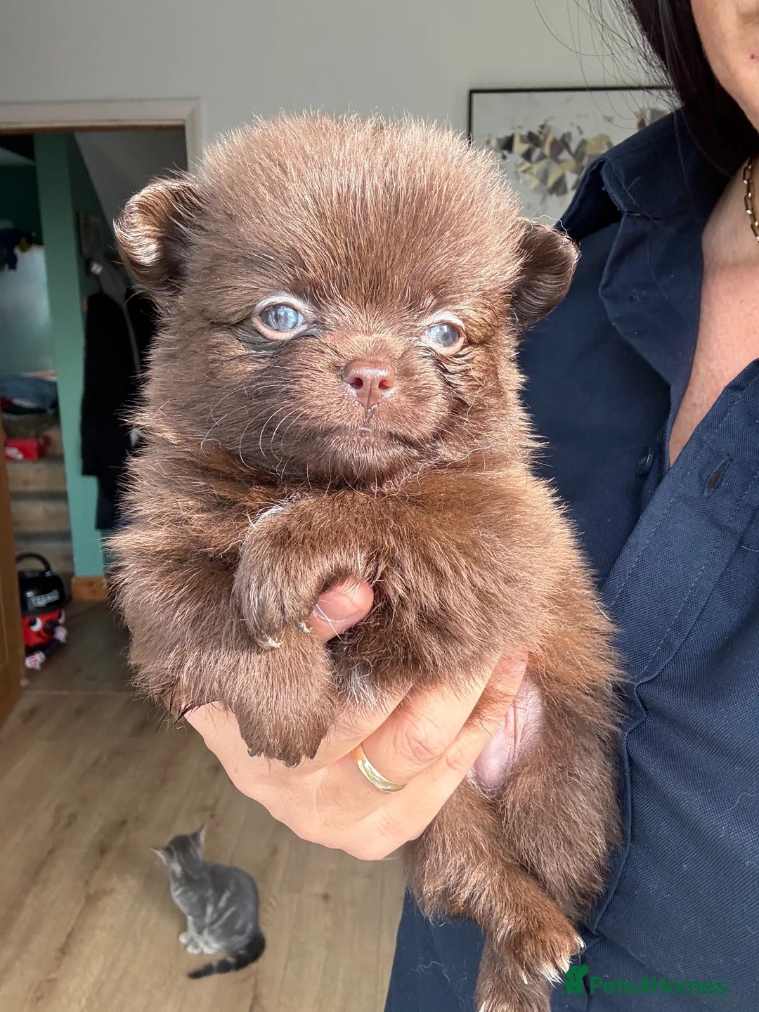 Pomchi dogs for sale: Pomchi boys and girls  - Advert 2