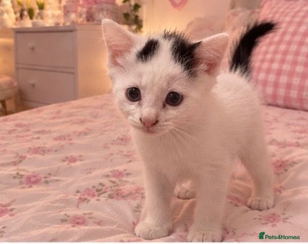 British Longhair cats  Beautiful Persian cross kittens for sale - Advert 17