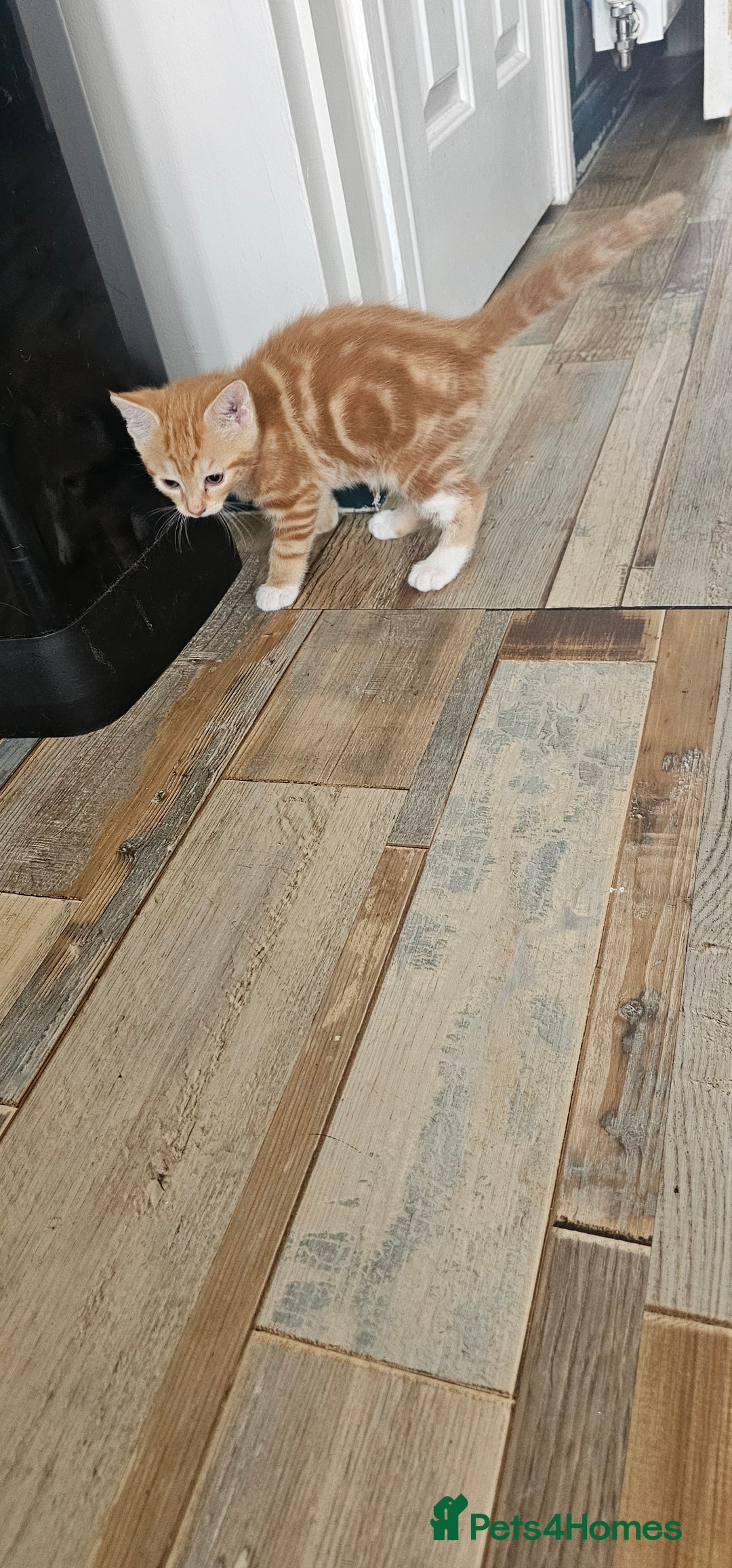 Mixed Breed cats for sale: Kittens  - Image 1