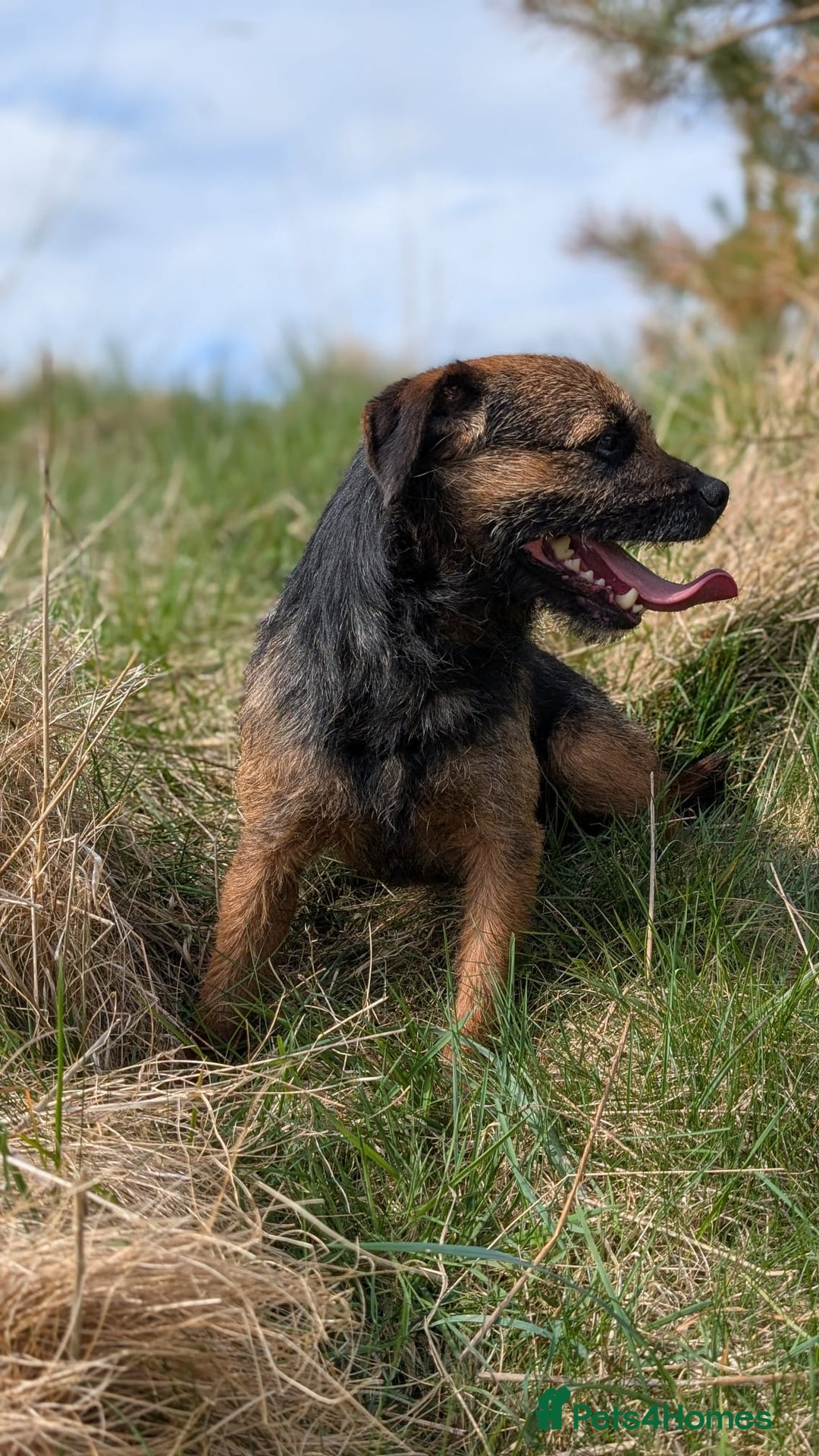 Border Terrier dogs for stud: Foxbrock Little Blue Monday (Brad) - Image 3