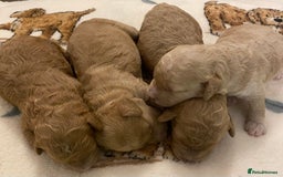 Cavapoo dogs for sale: Gorgeous Teddybear Cavapoo Puppies health checked  - Advert 11