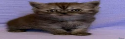 British Shorthair cats for sale: British shorthair X Persian kittens  - Advert 18