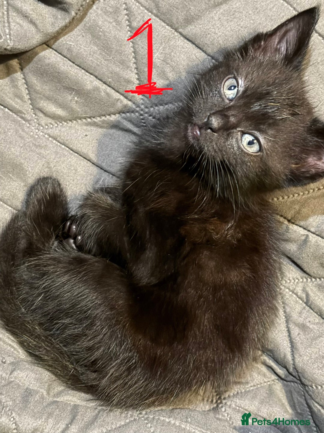 Mixed Breed cats for sale: 8 weeks old Ragdoll cross kittens - Advert 3