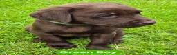 Labrador Retriever dogs for sale: Ready Now Exceptional 0/0 KCReg Chocolate Labrador - Advert 7