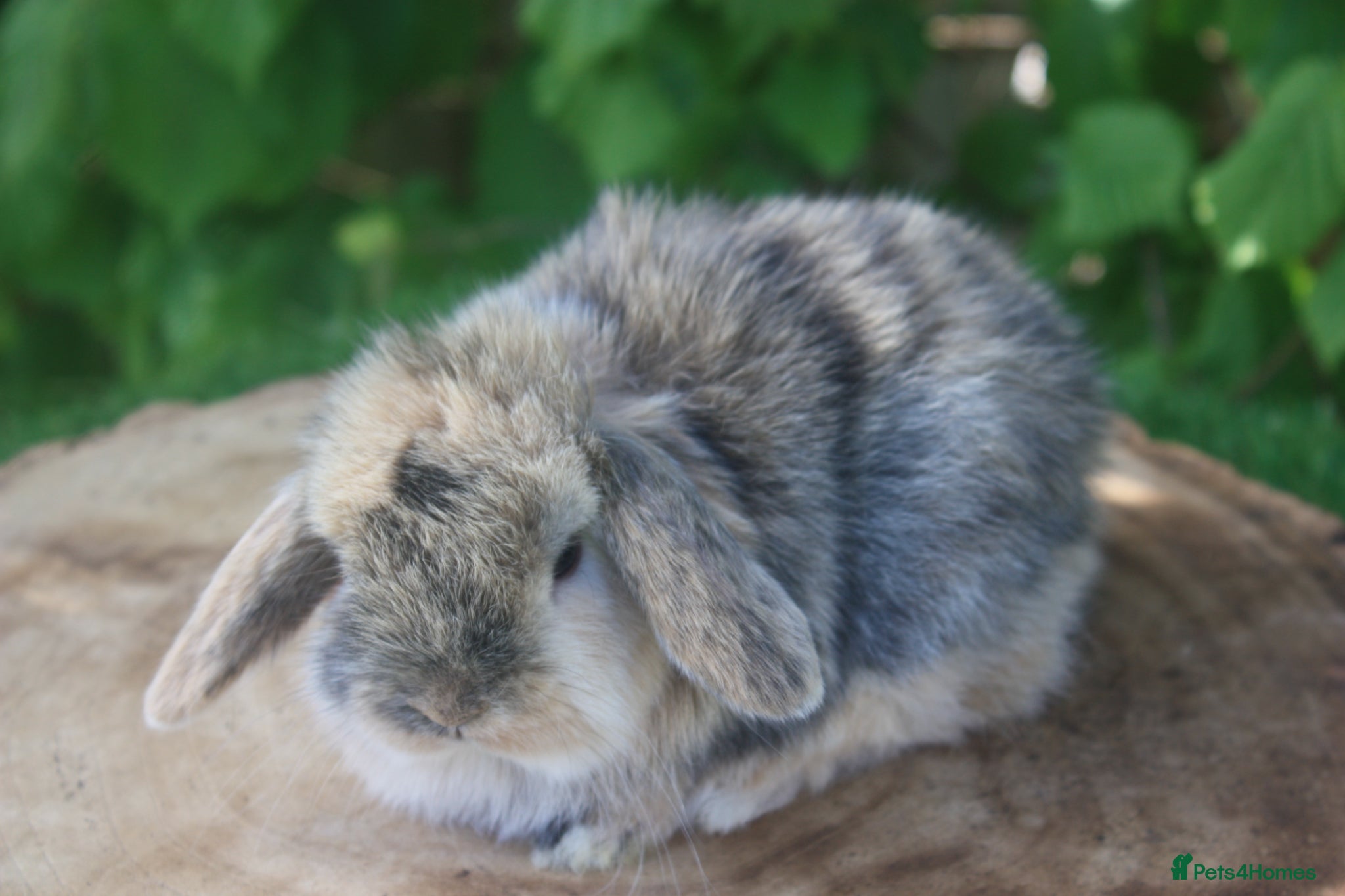 Mini Lop rabbits Pure bred Mini lop baby rabbits  - Advert 17