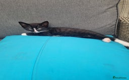 Mixed Breed cats for sale: Kitten for sale - Image 3
