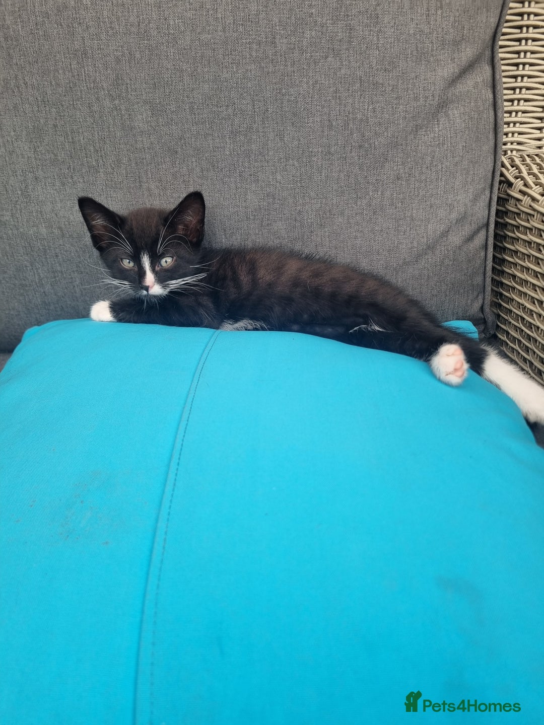 Mixed Breed cats for sale: Kitten for sale - Image 3