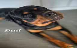 Rottweiler dogs for sale: Rottweiler puppies - Image 15
