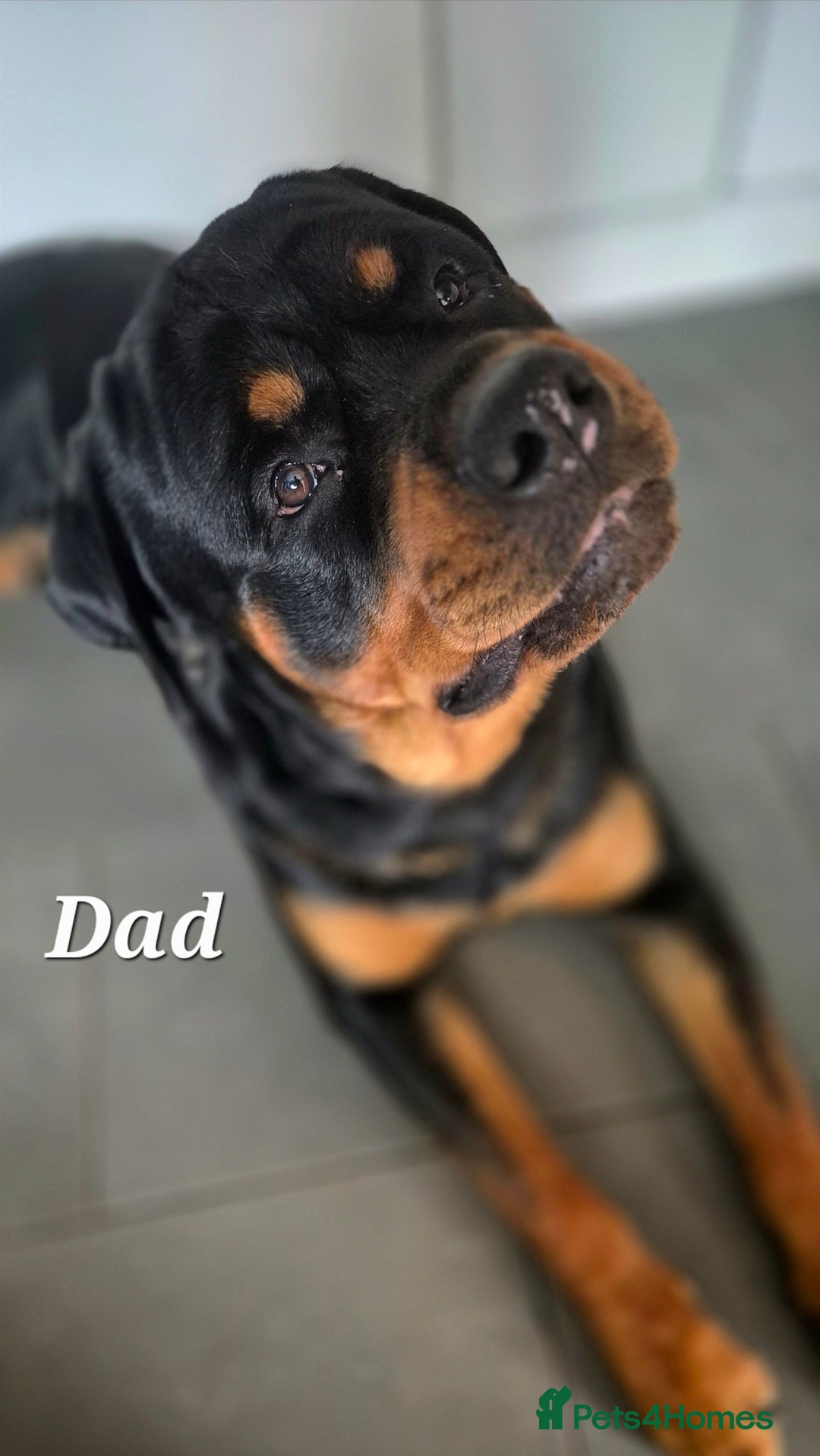 Rottweiler dogs for sale: Rottweiler puppies - Image 15