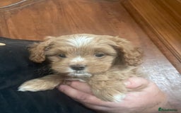Cavapoo dogs for sale: Cavapoos puppies - Image 3
