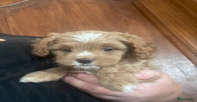Cavapoo dogs - Advert 5