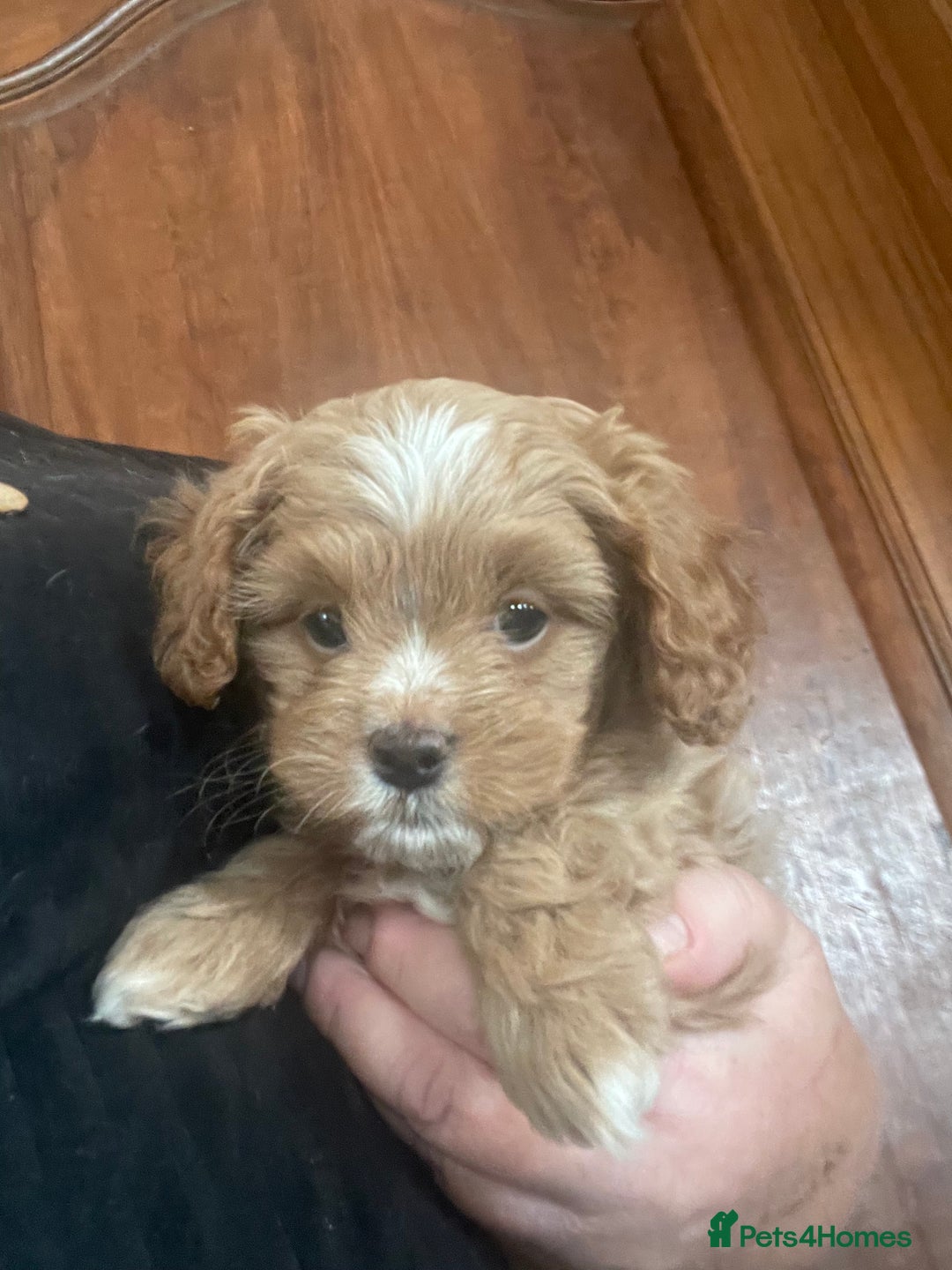 Cavapoo dogs for sale: Cavapoos puppies - Image 3