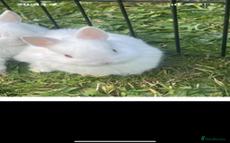 Netherland Dwarf rabbits for sale: Netherland dwarf  - Image 1