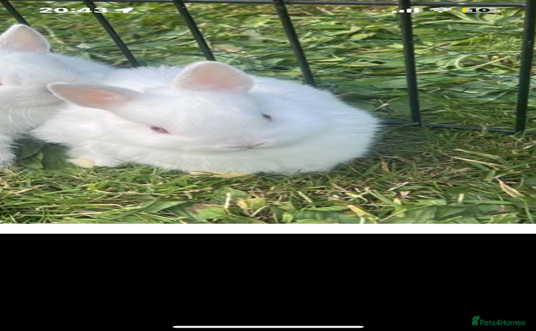 Netherland Dwarf rabbits - Advert 1