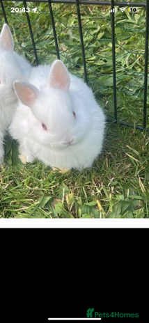 Netherland Dwarf rabbits - Advert 12