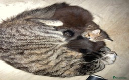 British Shorthair cats for sale: Kittens  - Image 9
