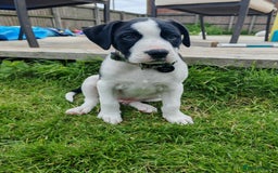 Mixed Breed dogs for sale:  ALL PUPPIES NOW SOLD - Image 11