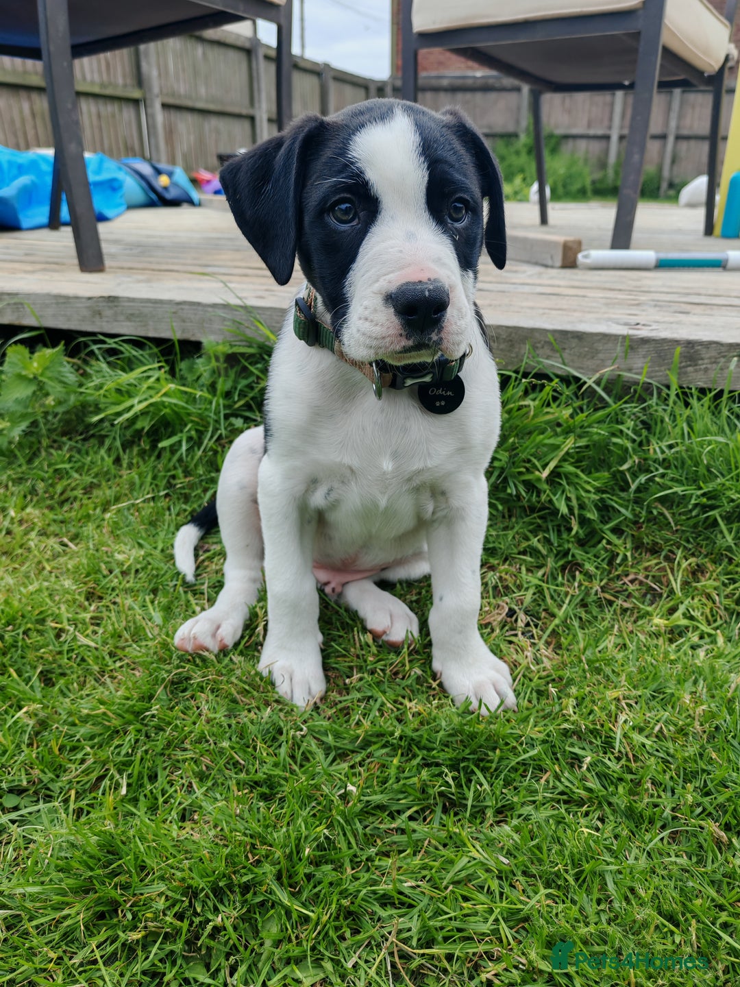 Mixed Breed dogs for sale:  ALL PUPPIES NOW SOLD - Image 11