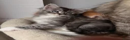 Maine Coon cats for sale: Sweet teddy bears. 🧸 🐈‍⬛ - Advert 18