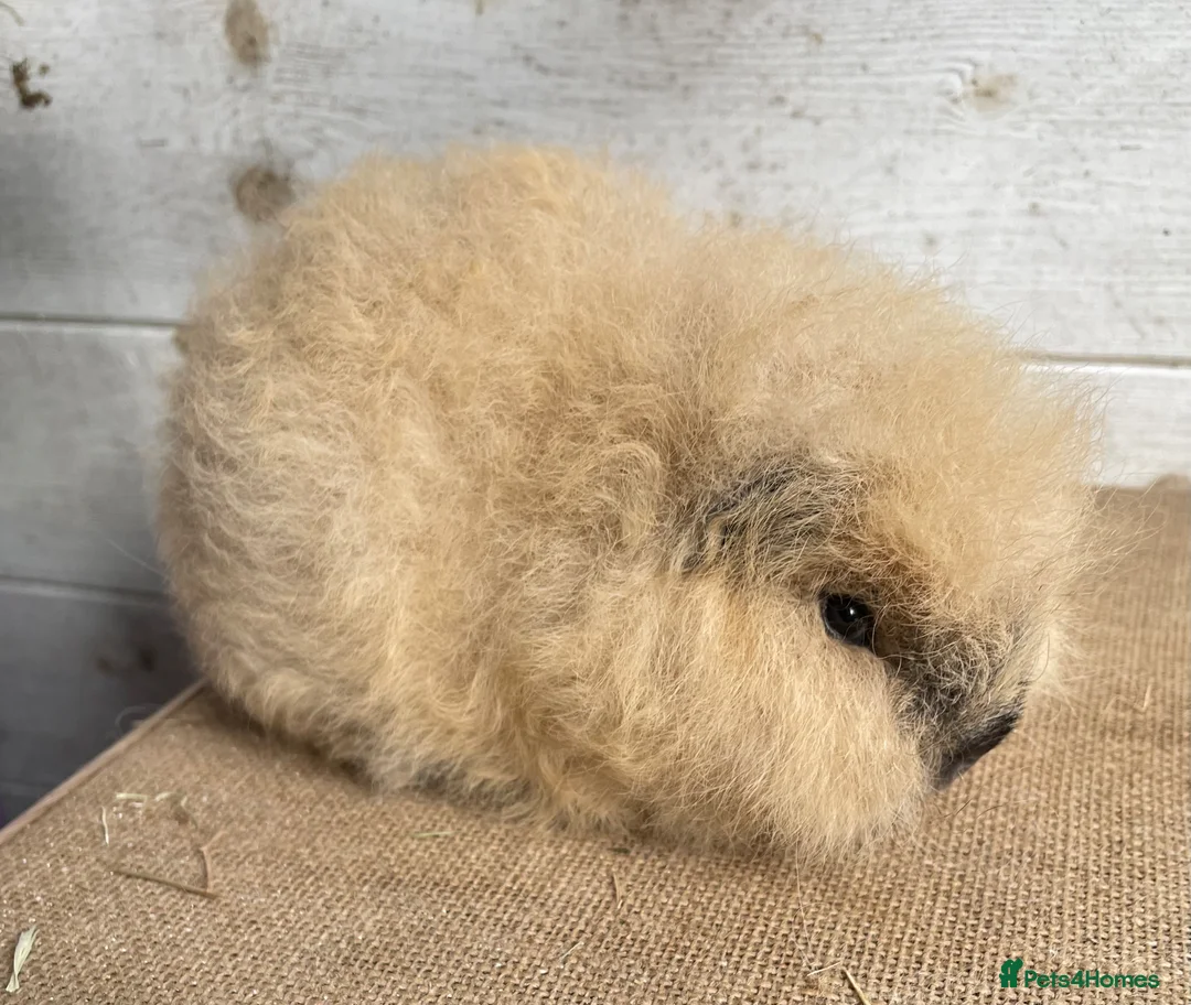 Guinea Pig rodents for sale: Pair of unrelated Swiss  - Advert 1