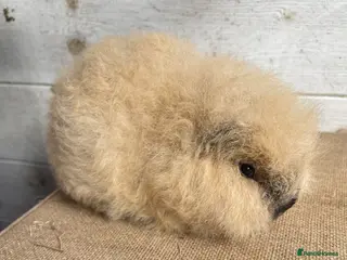 Guinea Pig rodents Pair of unrelated Swiss - Advert 1