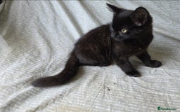 Mixed Breed cats for sale: Lonely Black kitten  - Image 2