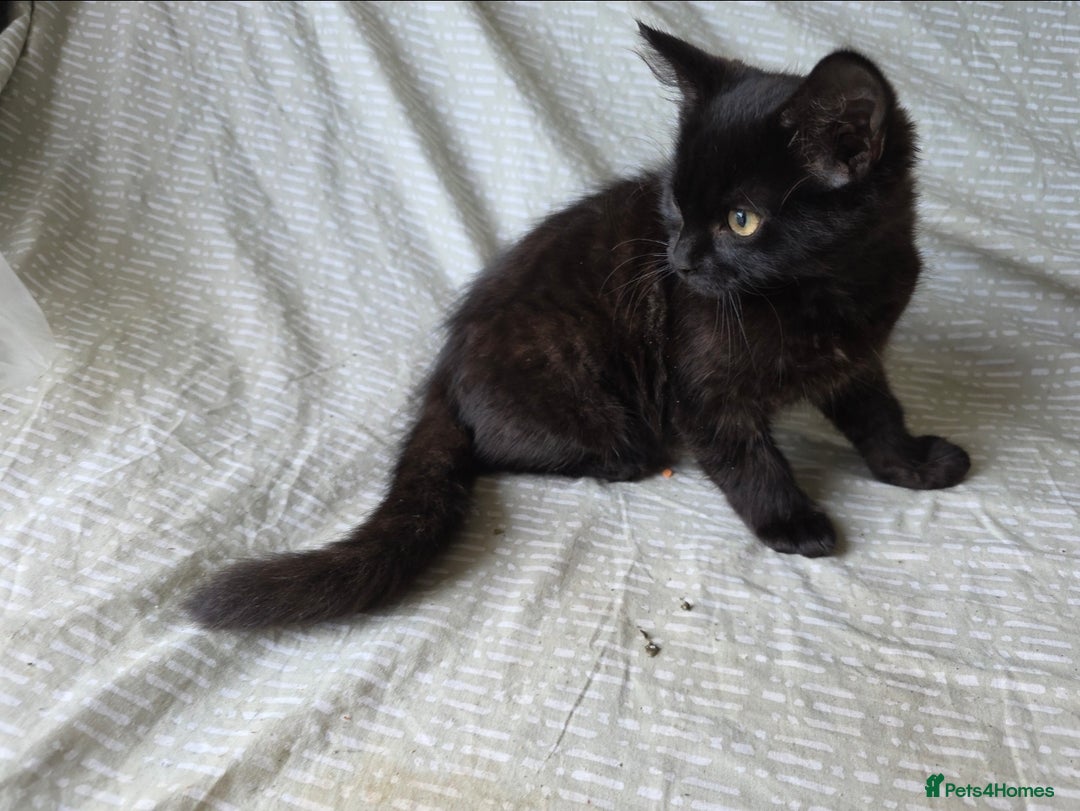 Mixed Breed cats for sale: Lonely Black kitten  - Image 2