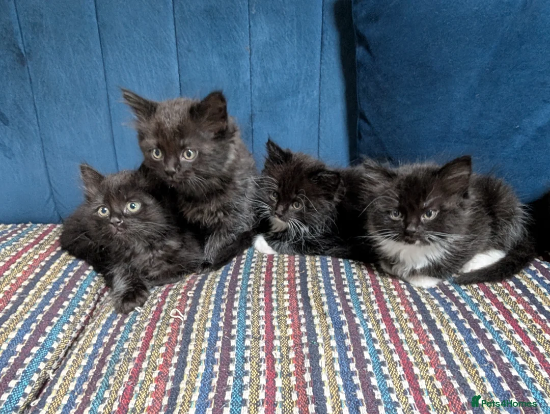 Mixed Breed cats for sale: Ragdoll X  in Crook - Advert 5