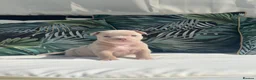 American Bully dogs for sale: ABKC registered Pocket Bully puppies  - Advert 9