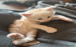 Maine Coon cats for sale: Beautiful rare colour pedigree Maine Coon kittens - Image 18