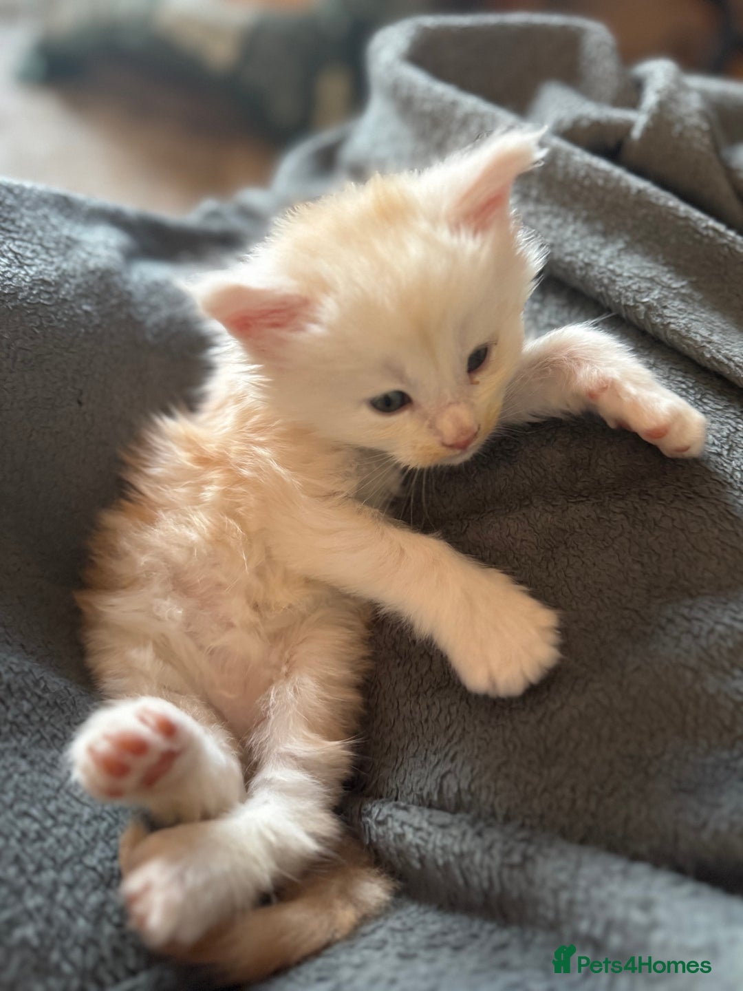 Maine Coon cats for sale: Beautiful rare colour pedigree Maine Coon kittens - Image 18