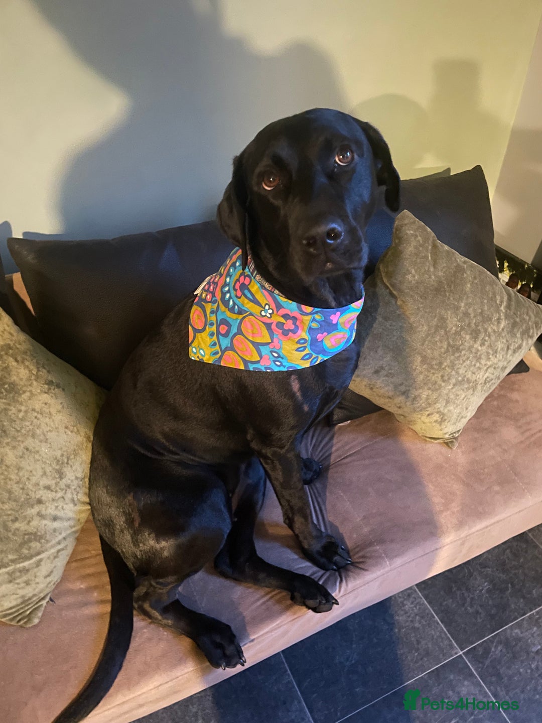 Mixed Breed dogs for sale: Labrador cross with Siberian husky  - Advert 4