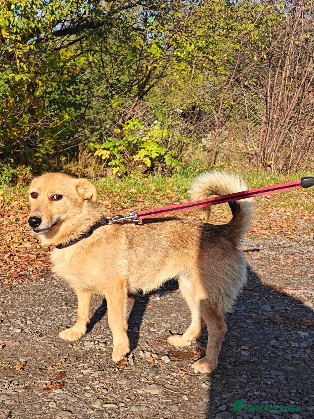 Mixed Breed dogs for adoption: ❤️🐶Meet Kira – a 2.5-year-old small girl❤️🐶 - Advert 6