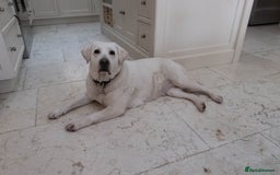 Labrador Retriever dogs for sale: KC Registered Chunky Show Type Puppies. - Image 9