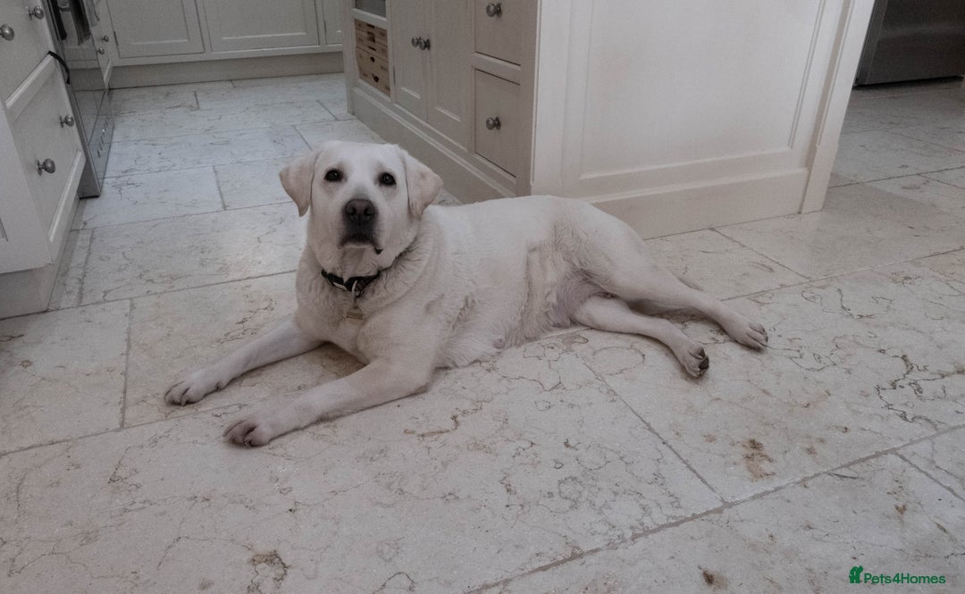 Labrador Retriever dogs for sale: KC Registered Chunky Show Type Puppies. - Image 9