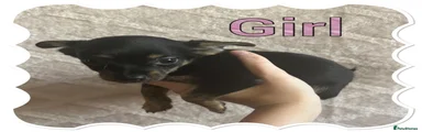 Chorkie 4