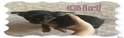 Chorkie dogs for sale: Tiny chorkie puppies  - Advert 4