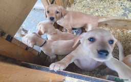 Labrador Retriever dogs for sale: Working lab pups - Image 8