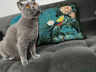 British Shorthair cats Beautiful Kittens Home Raised - Advert 1