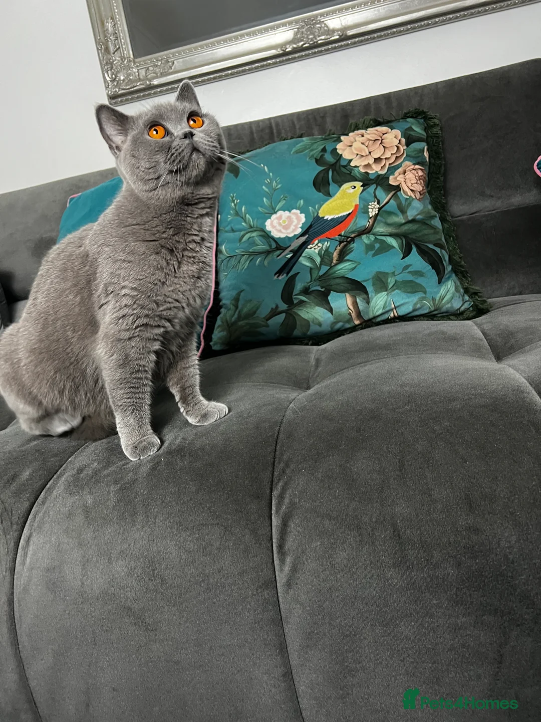 British Shorthair cats for sale: Beautiful  Kittens Home Raised  - Advert 1