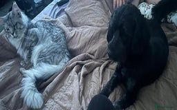 Cockapoo dogs for sale: 2 year old Male Cockapoo - Image 2