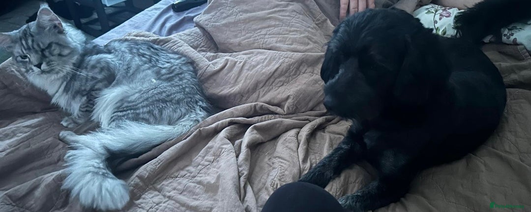 Cockapoo dogs for sale: 2 year old Male Cockapoo - Image 2