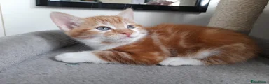 Kitten 2