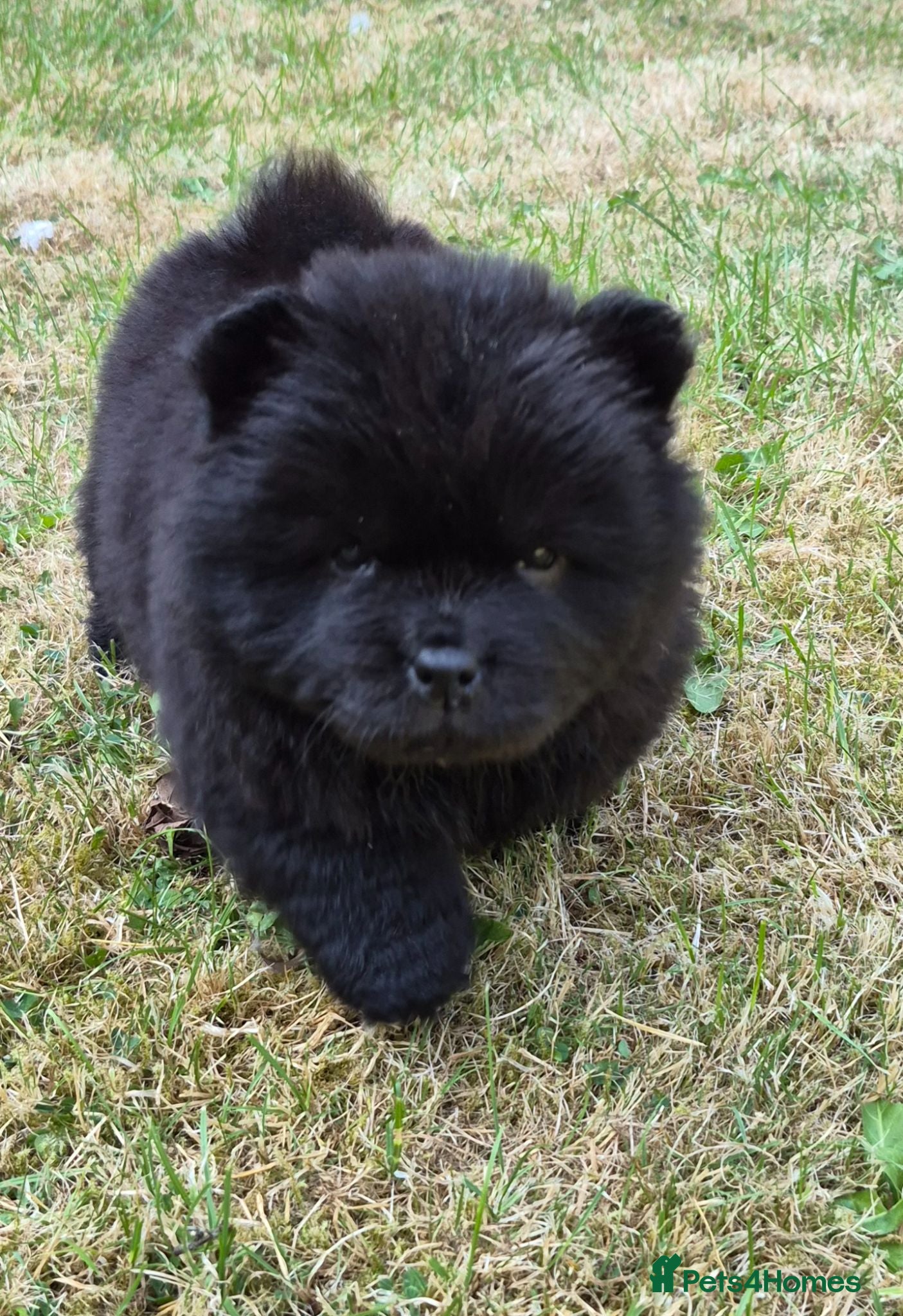 Chow Chow dogs Kc reg chow chow pups  - Advert 3