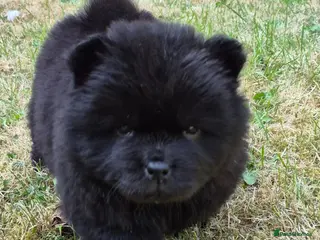 Chow Chow dogs Kc reg chow chow pups - Advert 3
