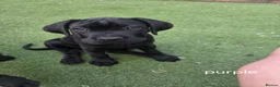 Cane Corso dogs for sale: Beautiful cane corso pups available  - Advert 11
