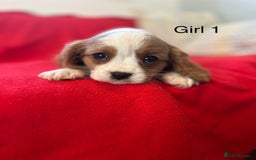Cavalier King Charles Spaniel dogs for sale: Gorgeous Cavalier King Charles Spaniel puppies - Advert 4