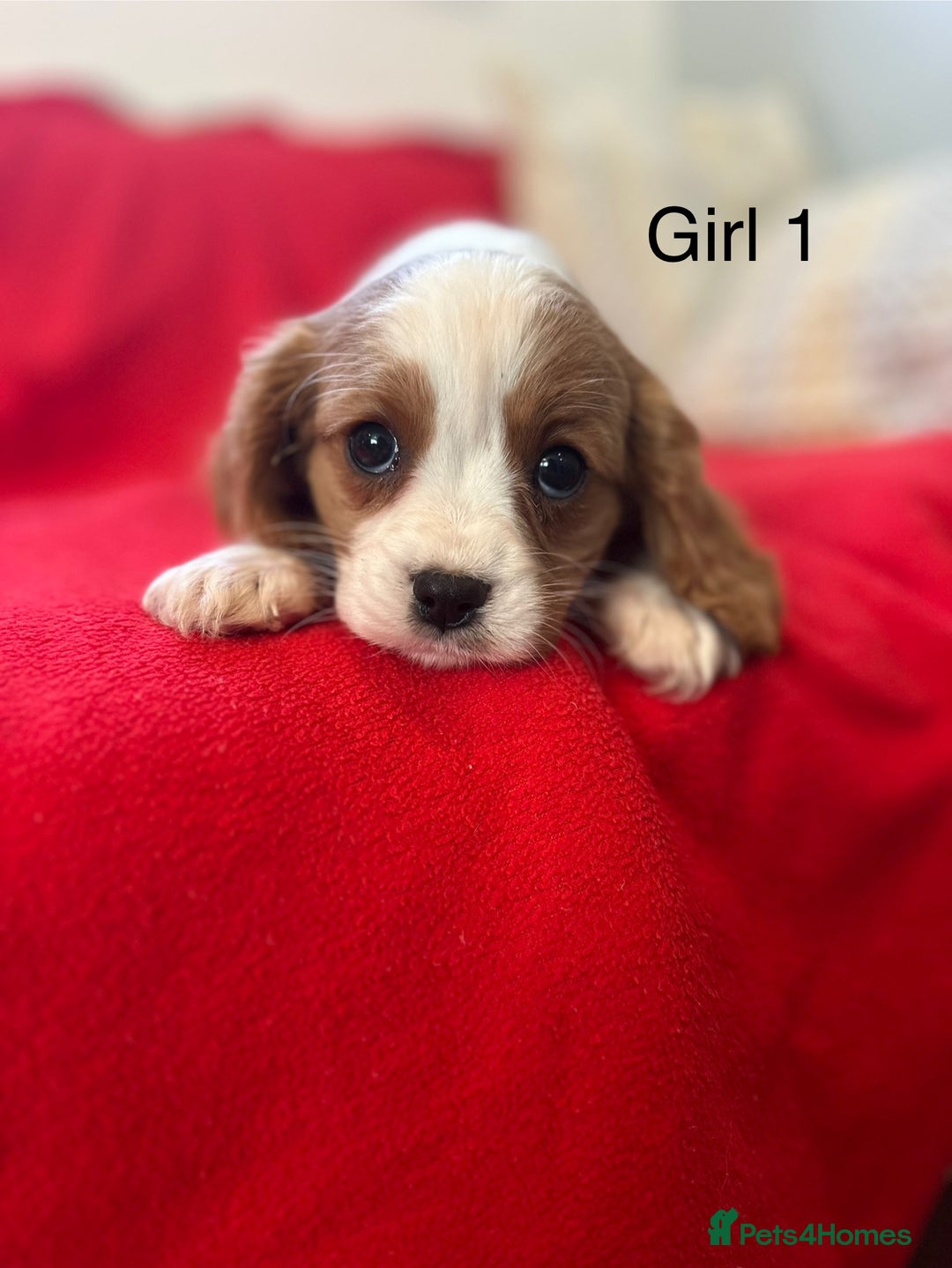 Cavalier King Charles Spaniel dogs for sale: Gorgeous Cavalier King Charles Spaniel puppies - Advert 4